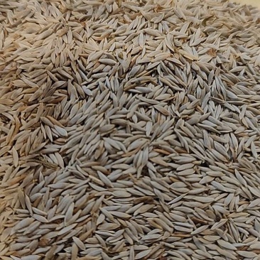 求购油麦菜籽