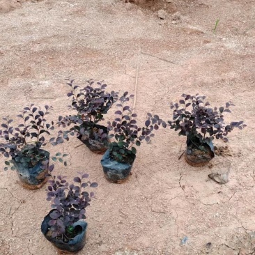 红檵木7斤袋大量清场