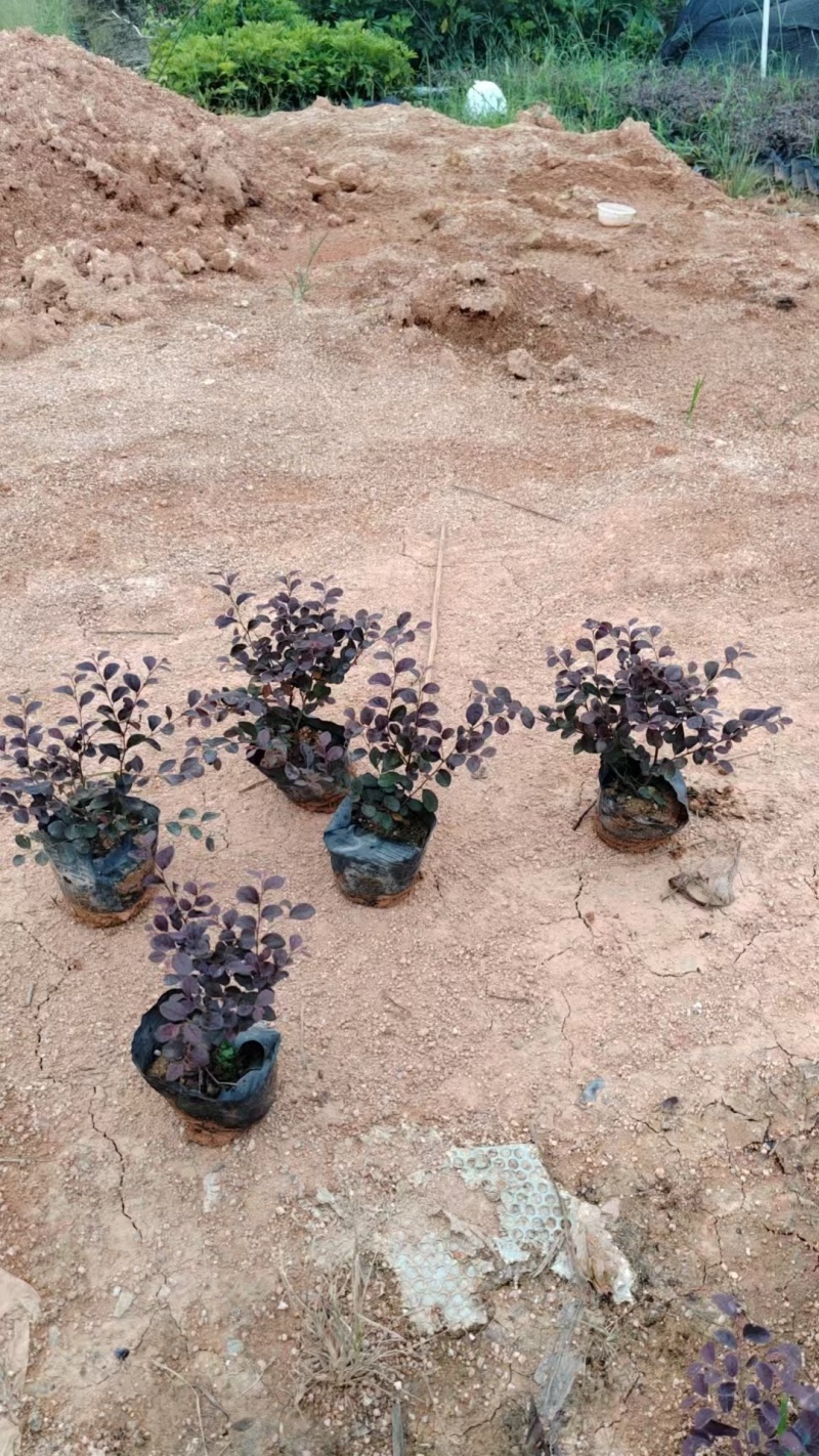 红檵木7斤袋大量清场