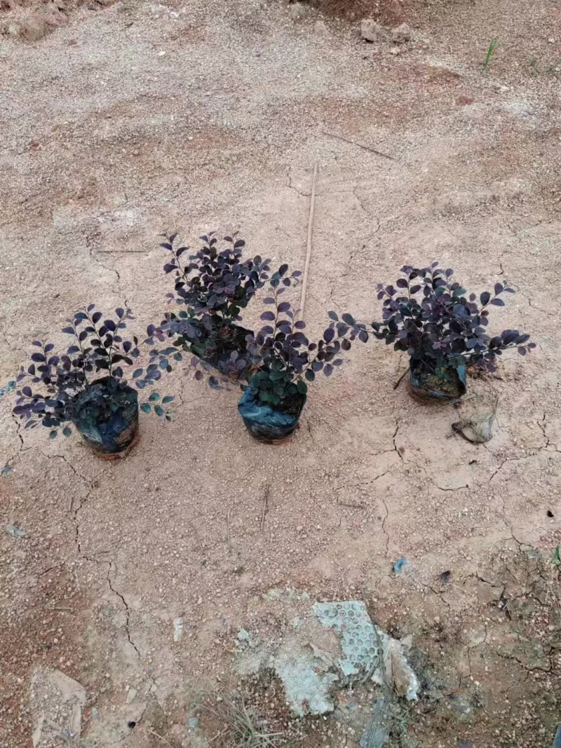 红檵木7斤袋大量清场