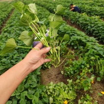高品质临安小香薯脱毒种苗只有做优质种苗假一赔万