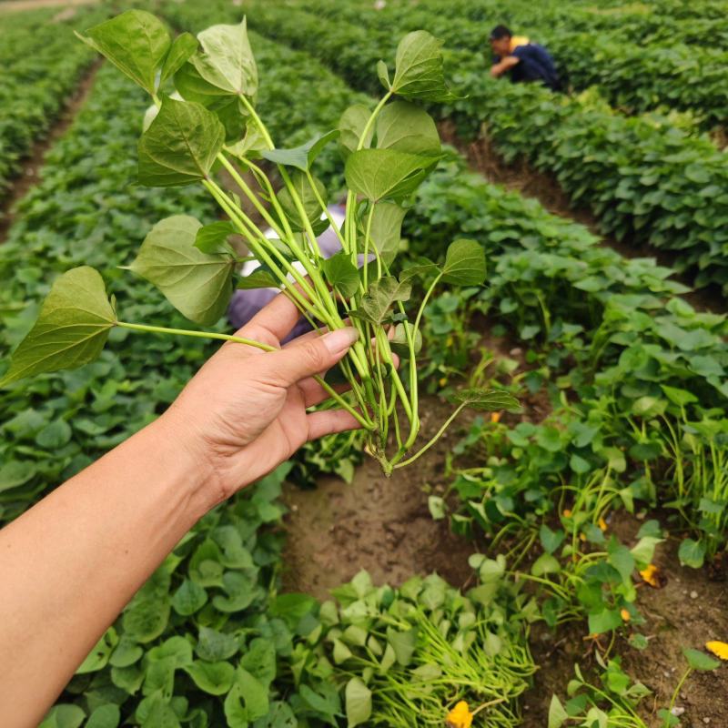 高品质临安小香薯脱毒种苗只有做优质种苗假一赔万