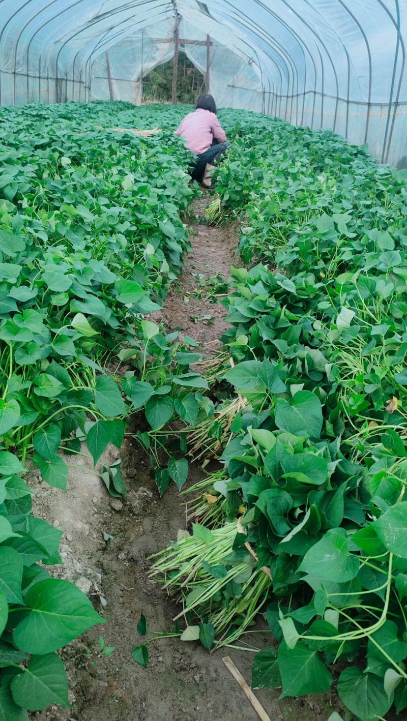 高品质临安小香薯脱毒种苗只有做优质种苗假一赔万