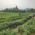 高品质临安小香薯脱毒种苗只有做优质种苗假一赔万