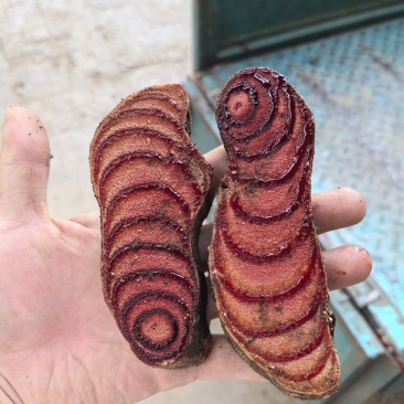 广西野生鸡血藤鸡血藤薄片大量供应一手货源