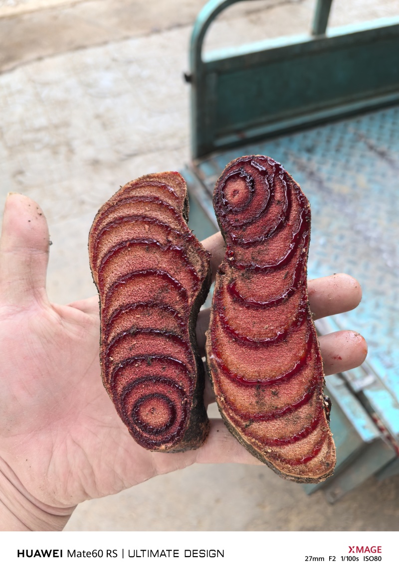 广西野生鸡血藤鸡血藤薄片大量供应一手货源