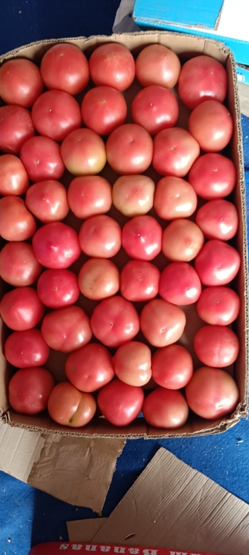 精品小果食堂货大量都有货。价格都是毛毛钱。需要的联系。