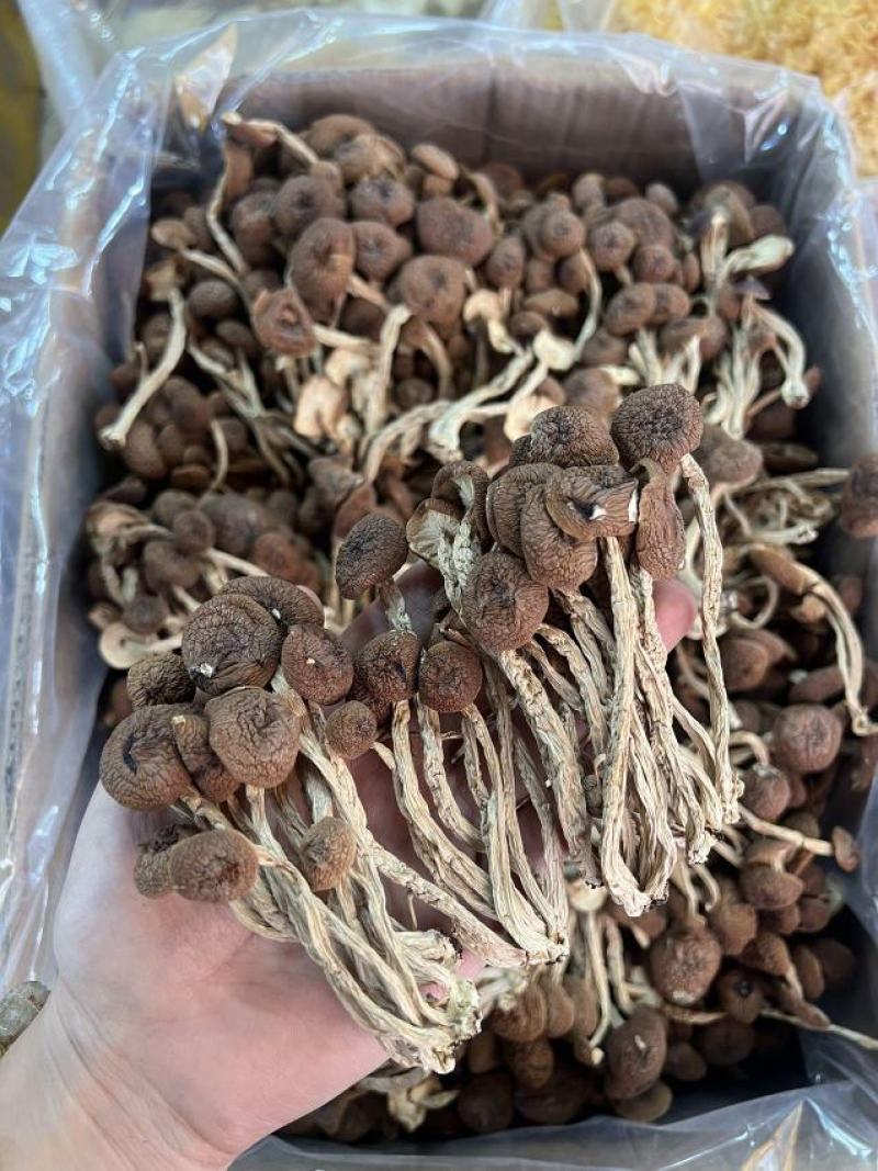 优质茶树菇正品保障一手货源批发