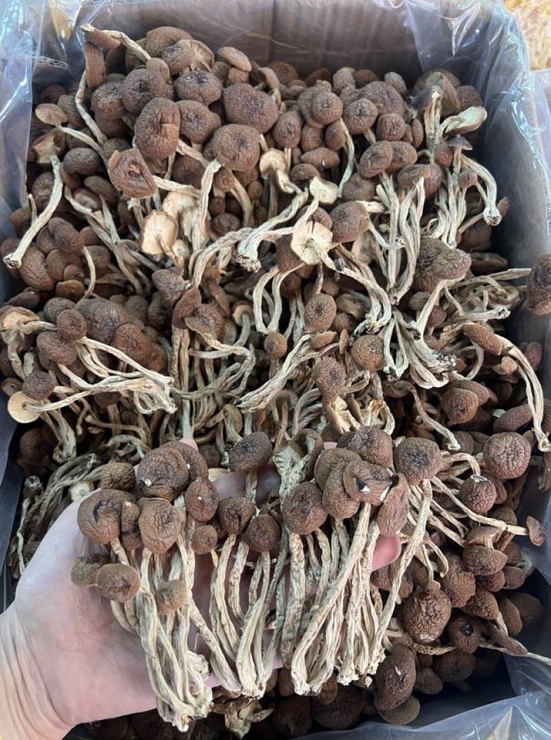 优质茶树菇正品保障一手货源批发