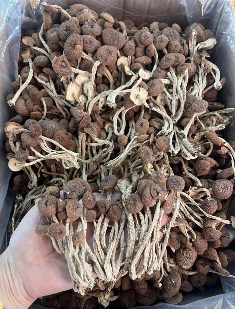 优质茶树菇正品保障一手货源批发