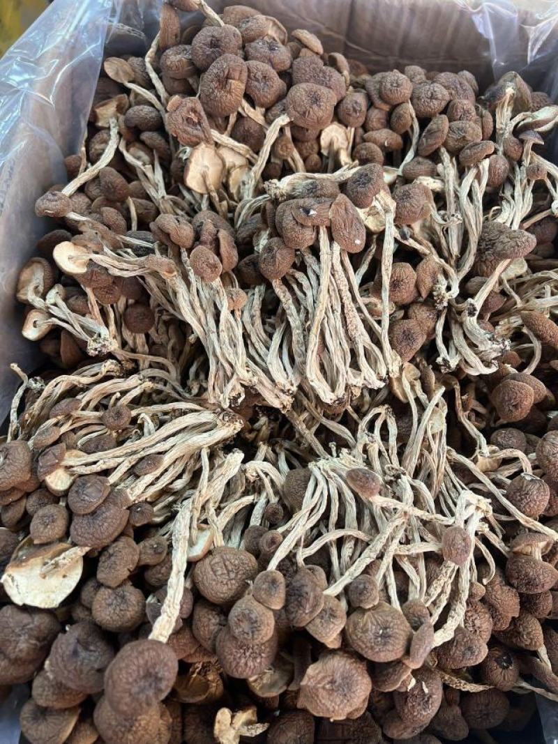 优质茶树菇正品保障一手货源批发