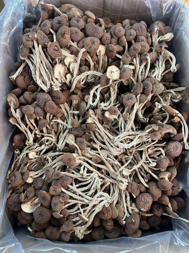 优质茶树菇正品保障一手货源批发