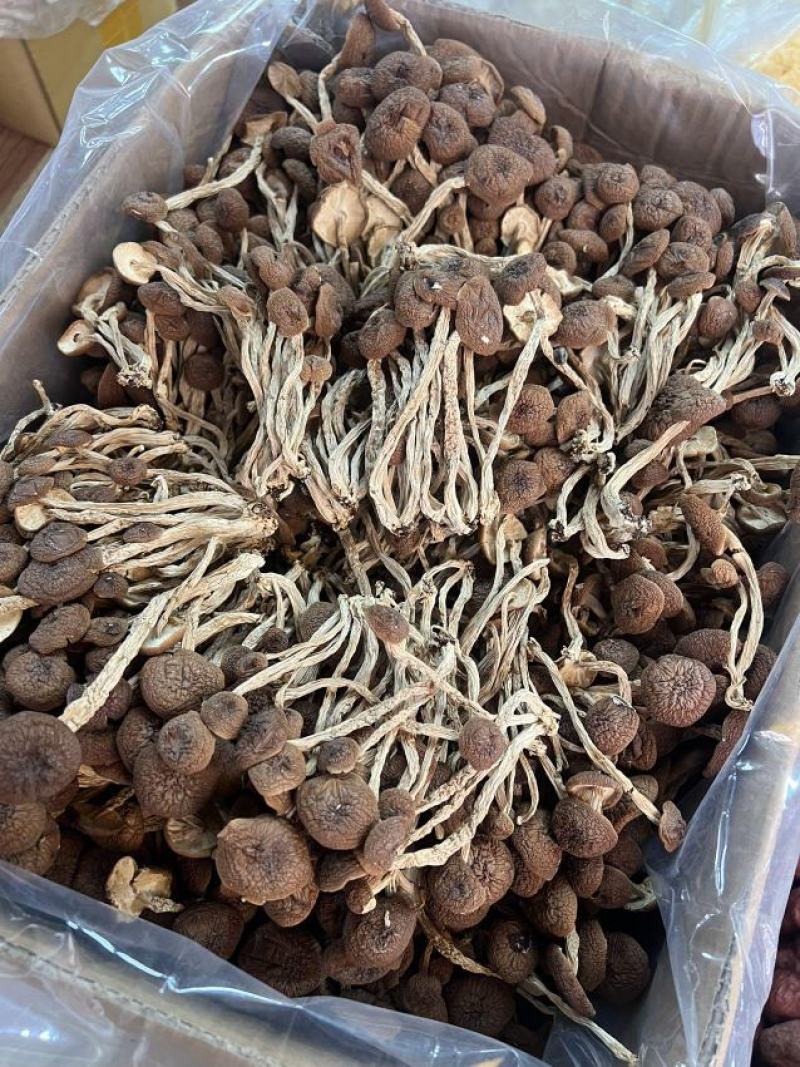 优质茶树菇正品保障一手货源批发