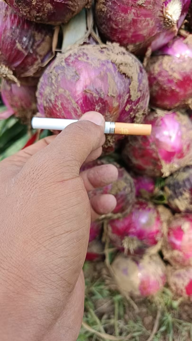 黄洋葱紫洋葱红洋葱都有货，现挖现装一手货源，欢迎来考察