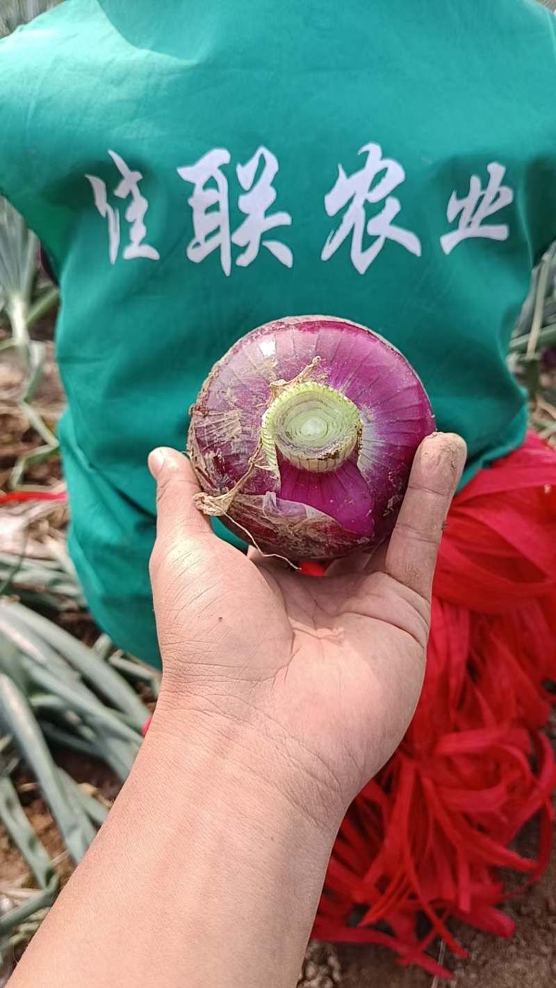 黄洋葱紫洋葱红洋葱都有货，现挖现装一手货源，欢迎来考察