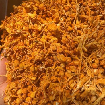 优品虫草花一手货源批发商
