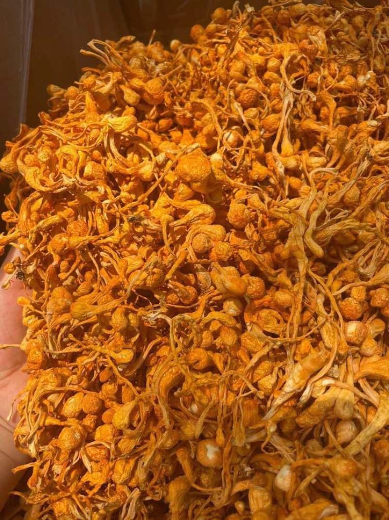 优品虫草花一手货源批发商