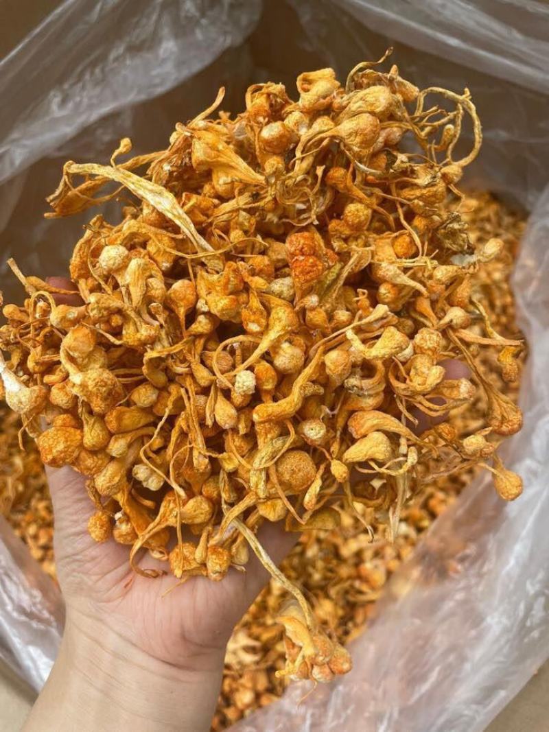优品虫草花一手货源批发商