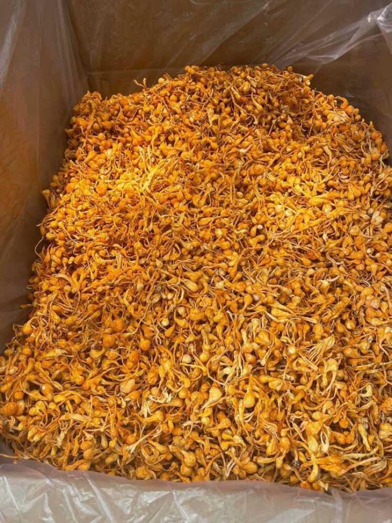 优品虫草花一手货源批发商