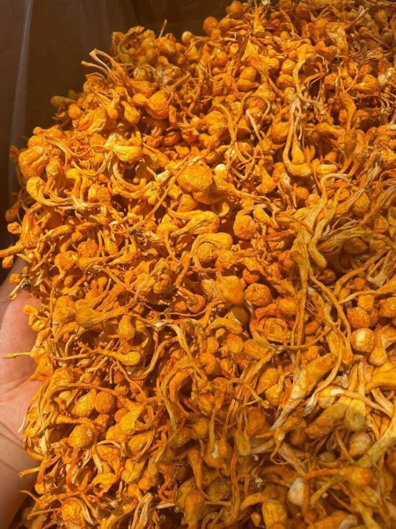 优品虫草花一手货源批发商