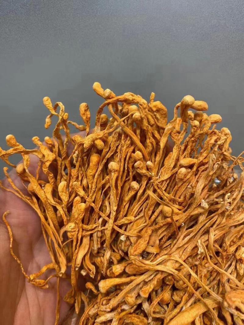优品虫草花一手货源批发商