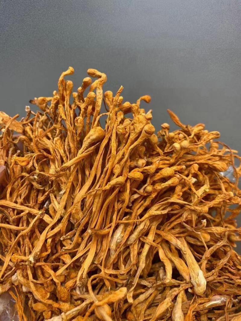 优品虫草花一手货源批发商