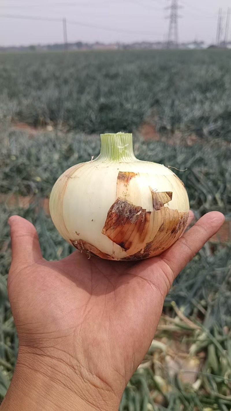 精品黄洋葱大量上市