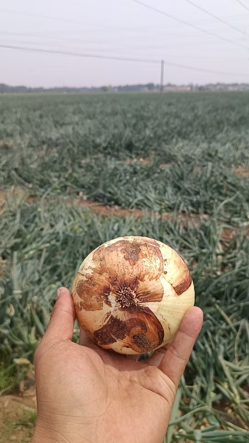 精品黄洋葱大量上市