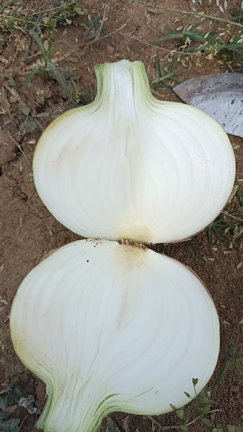 精品黄洋葱大量上市