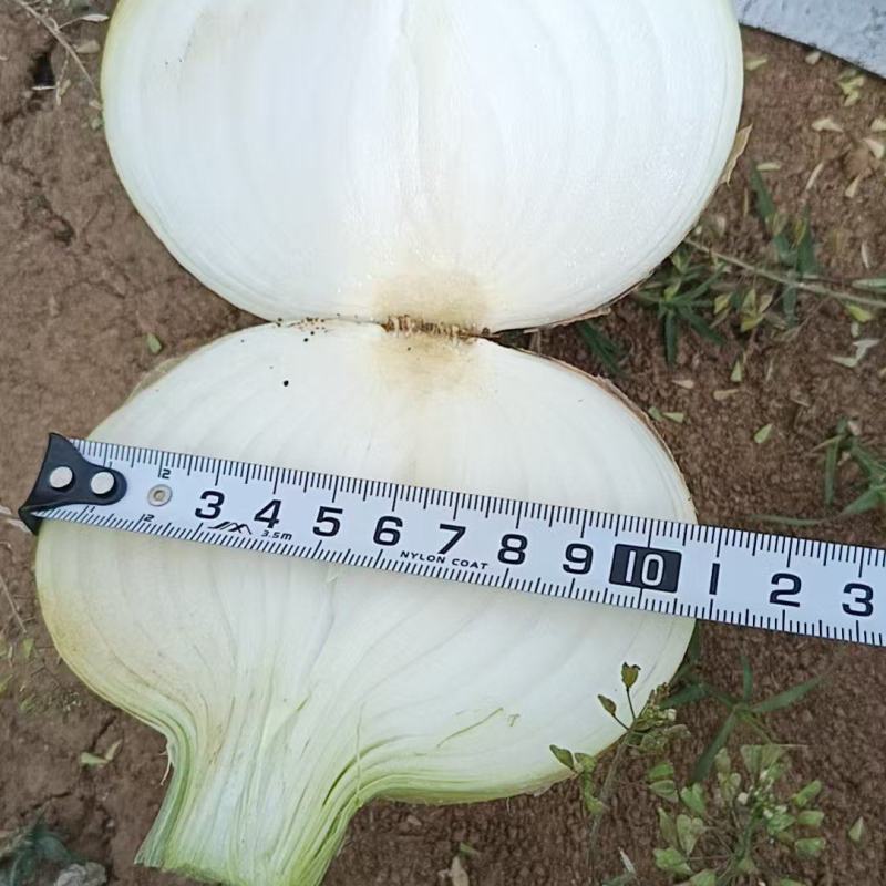 精品黄洋葱大量上市