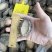 鲜活鲍鱼新鲜冷冻批发18头鲍鱼【鲍鱼工厂】冻品批发