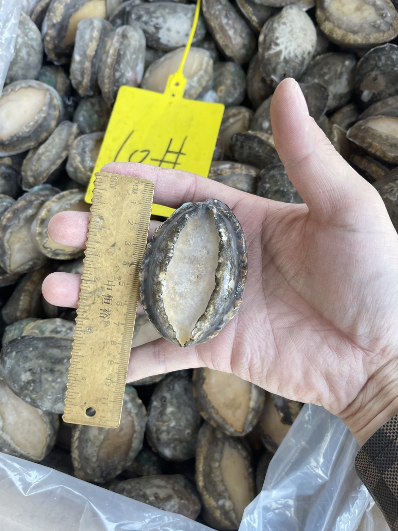 鲜活鲍鱼新鲜冷冻批发18头鲍鱼【鲍鱼工厂】冻品批发