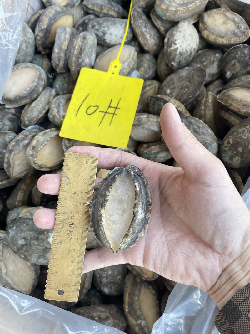 鲜活鲍鱼新鲜冷冻批发18头鲍鱼【鲍鱼工厂】冻品批发
