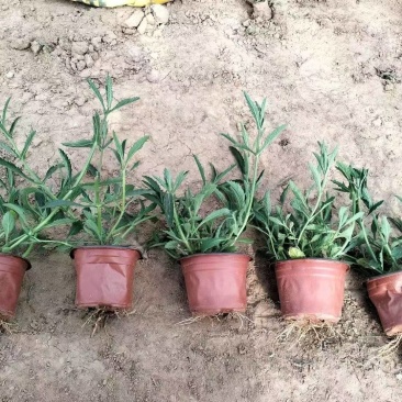 马鞭草