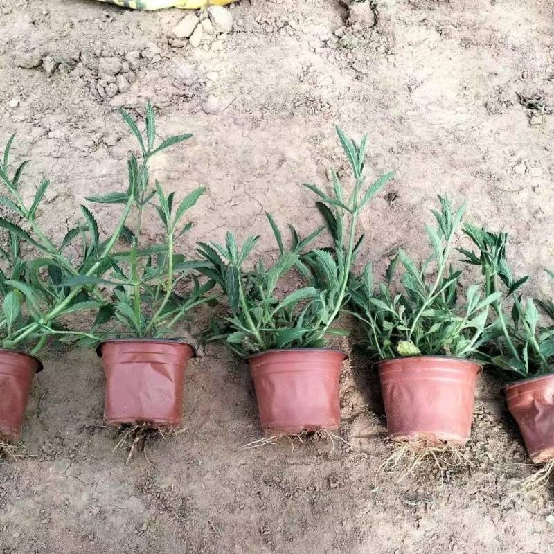 马鞭草