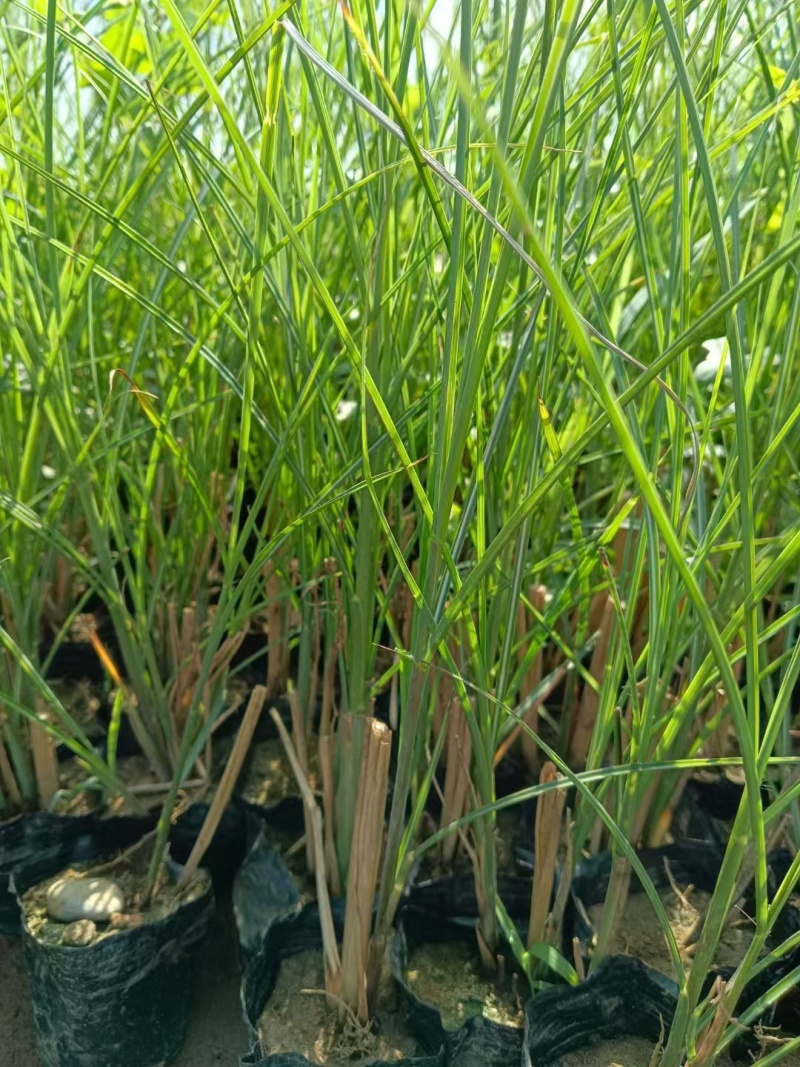 细叶芒