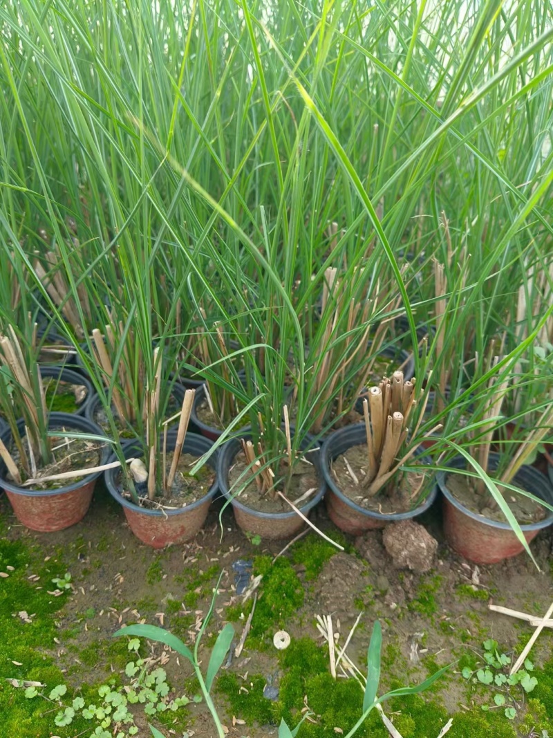 细叶芒