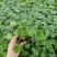 大花飞燕草精品苗木绿化专用基地直发量大优惠