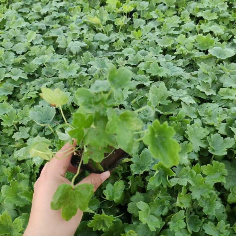 大花飞燕草精品苗木绿化专用基地直发量大优惠