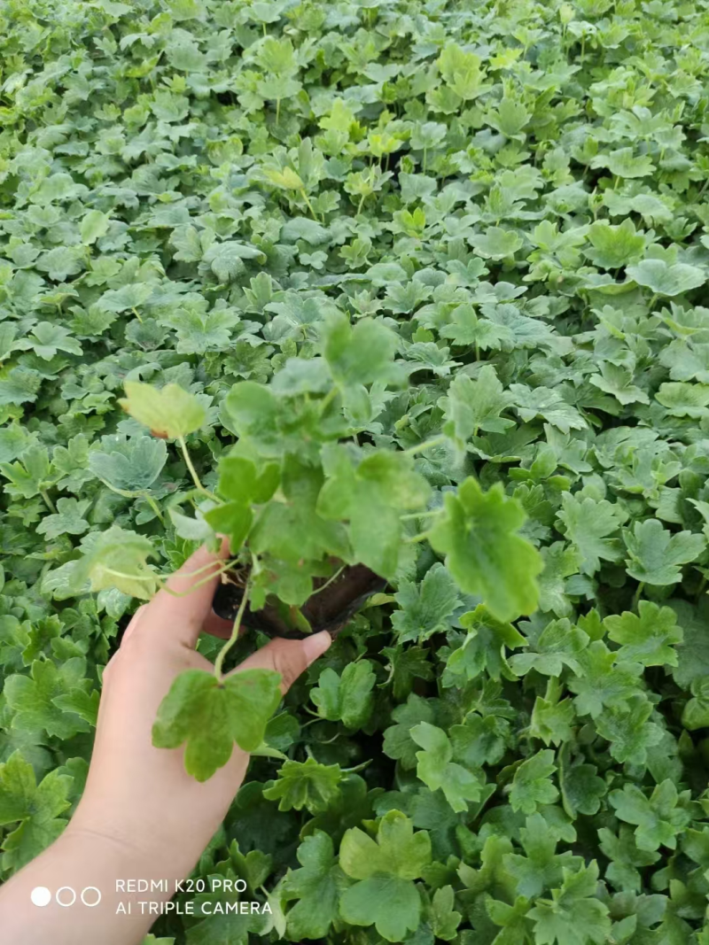 大花飞燕草精品苗木绿化专用基地直发量大优惠