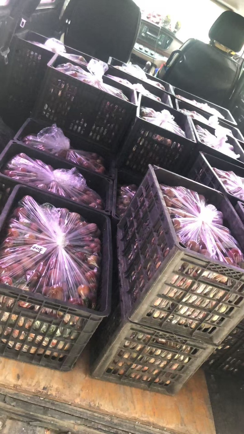 广东精品三华李子产地直发质量保证供应各大商超电商市场