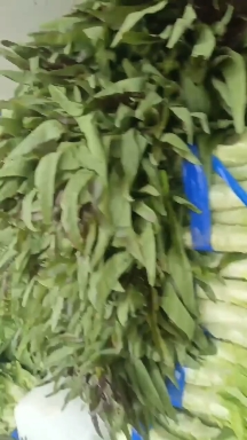 河南开封精品莴笋，莴苣大量供应可视频看货欢迎来电采购