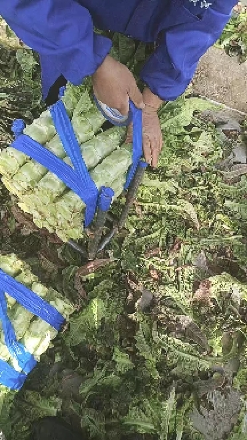 河南开封精品莴笋，莴苣大量供应可视频看货欢迎来电采购