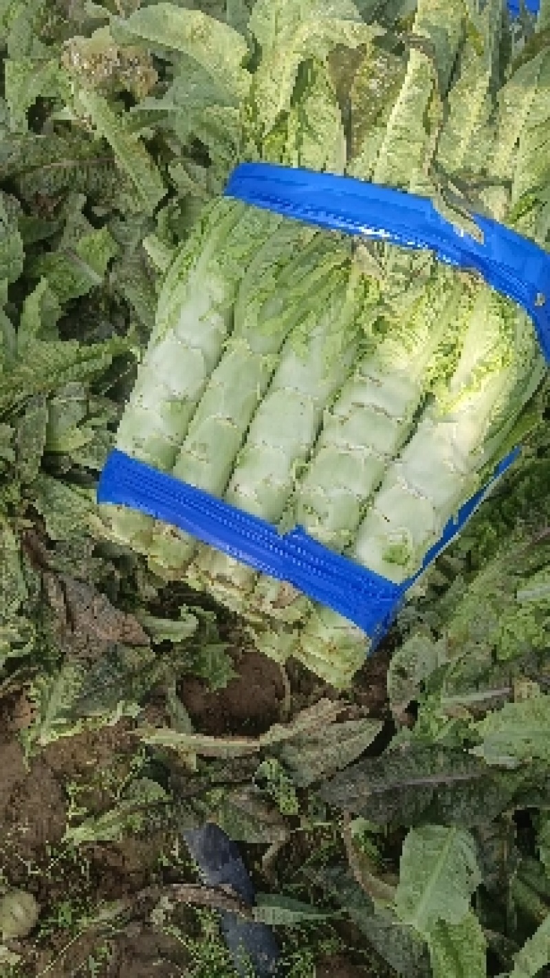 河南开封精品莴笋，莴苣大量供应可视频看货欢迎来电采购