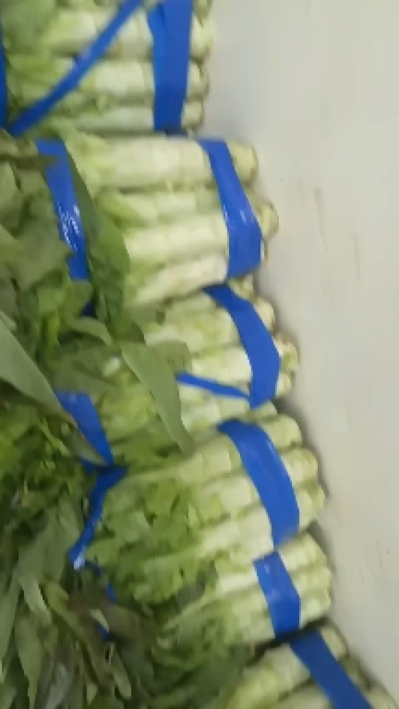河南开封精品莴笋，莴苣大量供应可视频看货欢迎来电采购