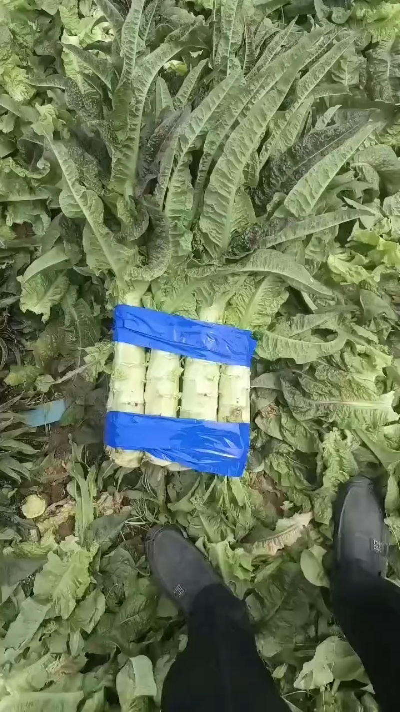 河南开封精品莴笋，莴苣大量供应可视频看货欢迎来电采购