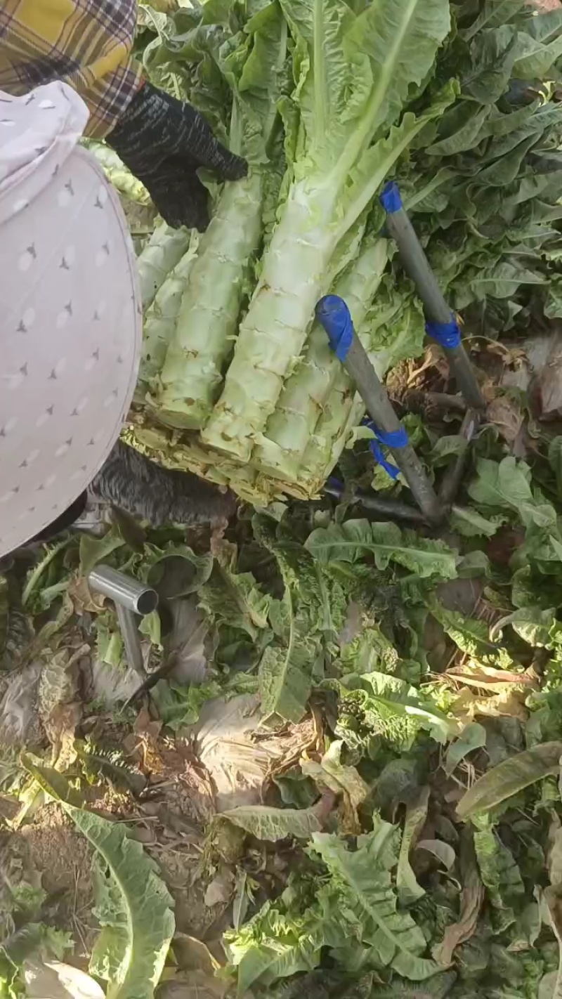 河南开封精品莴笋，莴苣大量供应可视频看货欢迎来电采购
