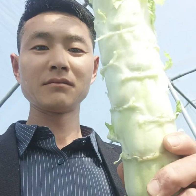 河南开封精品莴笋，莴苣大量供应可视频看货欢迎来电采购