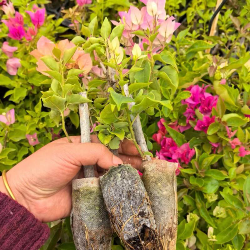 三角梅多色重瓣单瓣基地直发耐旱四季开花爆花