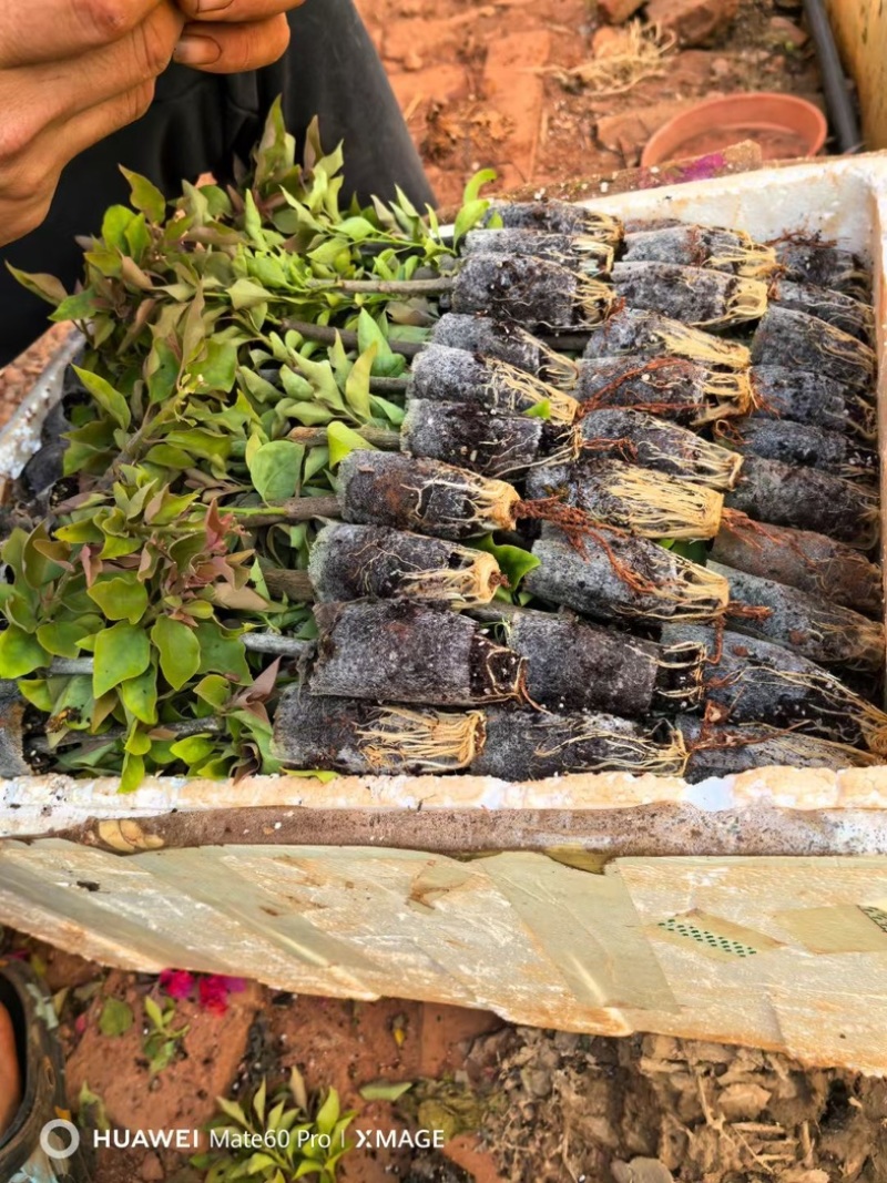 三角梅多色重瓣单瓣基地直发耐旱四季开花爆花
